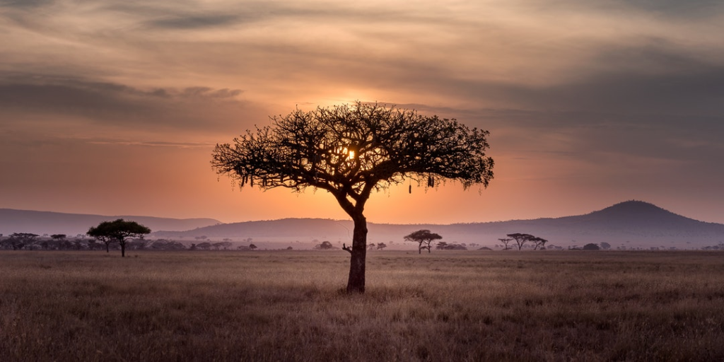 A Discovery In Africa